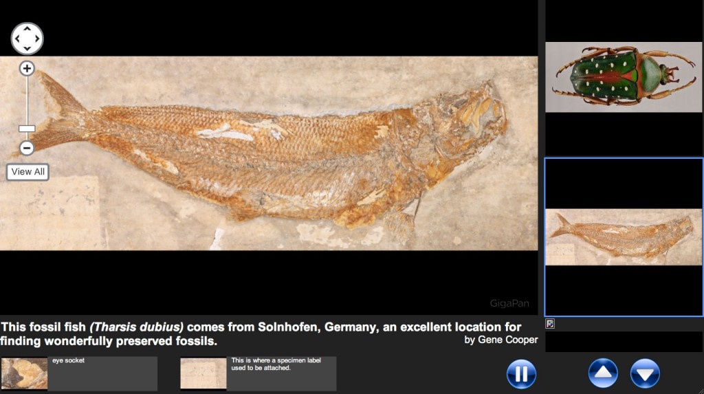 Figure 1a: The M is for Museum Gigapixel Image Viewer, Carnegie Museum of Natural History